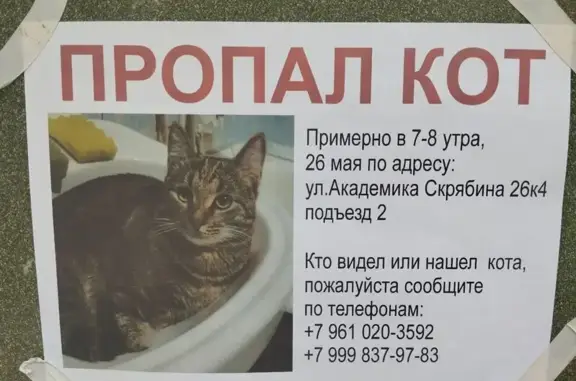 Пропала кошка, ул. Скрябина, 26 к4, Москва
