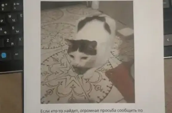 Пропала кошка, Карла Маркса 49А, Электросталь