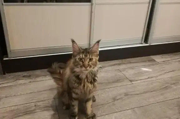 Найдена кошка, Копейск, фото: Мейн-кун найдена, пр. Славы 35, Копейск