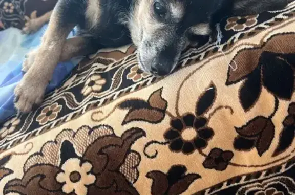 Найдена собака, Энгельс, фото: Найдена собака, ул. Маяковского 244, Энгельс