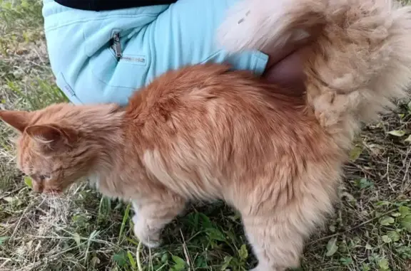 Найдена кошка, Красный Бор, фото: Кошка найдена: Ярославль, Красный Бор