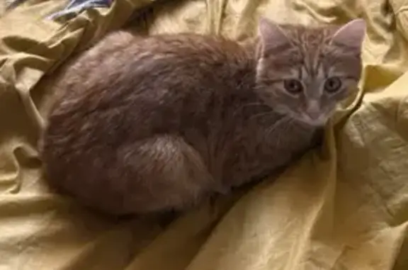 Пропала кошка, ул. Молодой Худой Кот, 3