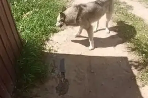 Найдена собака у Дементьева 3к1, Чебоксары