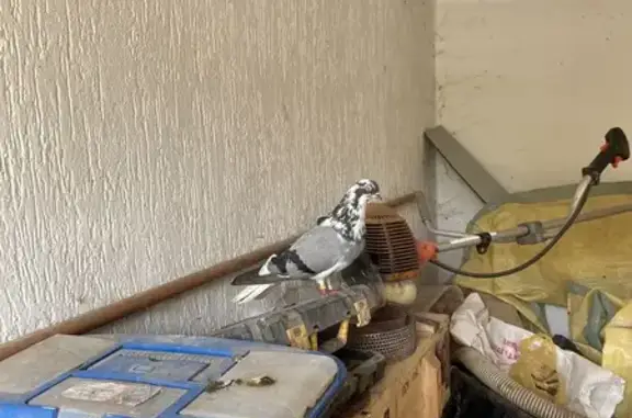 Голубь найден на ул. Пономарёва, Кр. Октябрь - photo