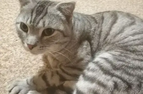 Кошка найдена ул. Демакова, 27, Новосибирск