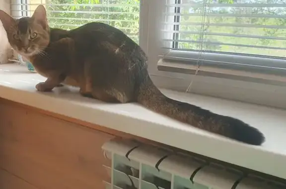 Пропала кошка в Коптёвском с/с, Гродно