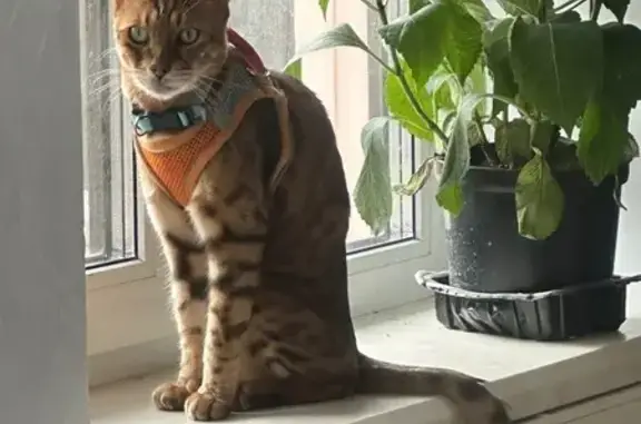 Пропала кошка, Осташковское ш., Ульянково