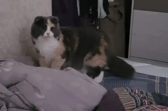 Кошки потеряшки, Астрахань, фото: Потеряшка кошка, 5-я Литейная 11, Астрахань