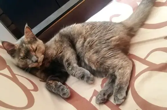 Пропала кошка, ул. Грамши, 80, Воронеж