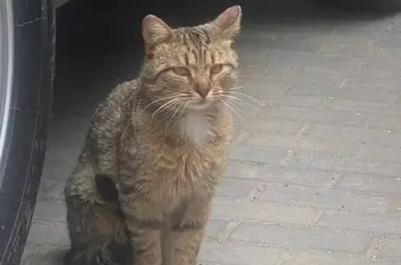 Найдена кошка, Мисайлово, фото: Кошка найдена: Пригородное шоссе, 12