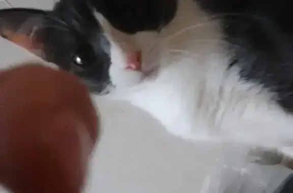 Пропала кошка, Октябрьский пр., 11