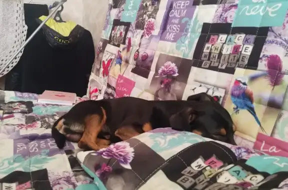 Найдена собака, Нижневартовск, фото: Чёрный пёс найден, Омская ул. 54, Нижневартовск