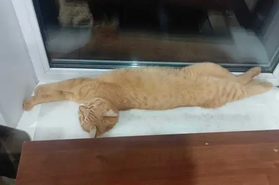 Рыжий кот найден у ТЦ Да Нада, ул. Анникова