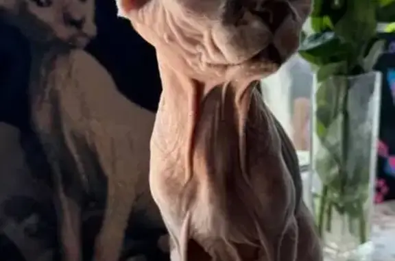 Кошки потеряшки, Самарская область, фото: Потеряшка кот в Старосемейкино, Самарская обл.