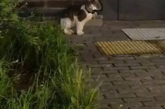 Найдена кошка, Санкт-Петербург, фото: Кошка найдена: Лиговский пр. 271 с1, СПб