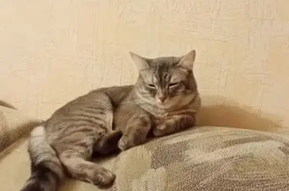 Пропала кошка, ул. Маршала Жукова, 2
