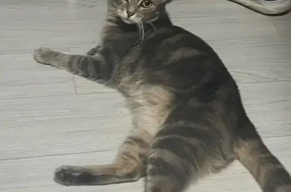 Кошки потеряшки, Санкт-Петербург, фото: Потеряшка серая кошка, ул. Турку, СПб