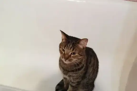 Кошки потеряшки, Петергоф, фото: Потеряшка кот Боцман, Суворовская 3 к10