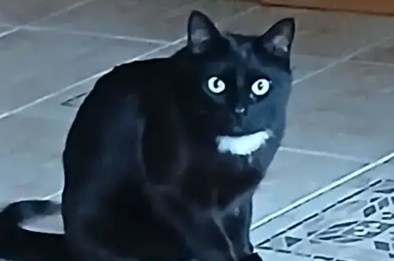 Кошки потеряшки, Санкт-Петербург, фото: Потеряшка чёрная кошка, Смородина 20, СПб