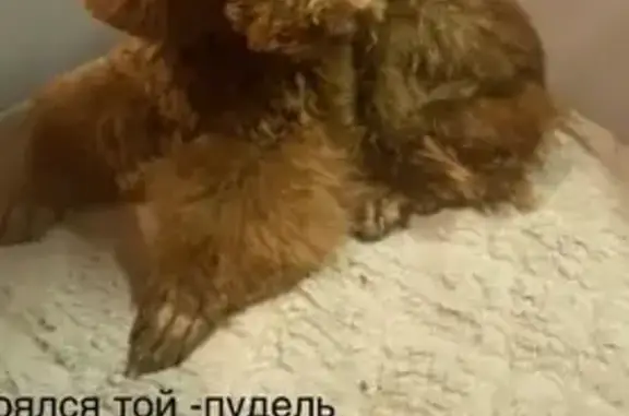 Пропала собака, 15-й проезд, 4 лит3