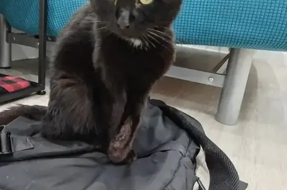 Найдена кошка, Оренбург, фото: Кошка найдена: Мало-Мельничная 38А, Оренбург