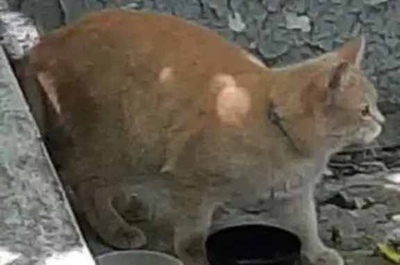 Рыжий кот найден, Ямская 114, Тюмень