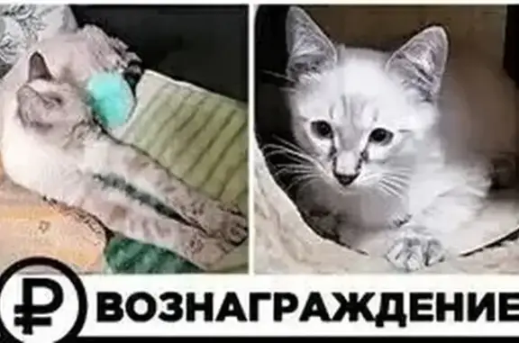 Пропала кошка, ул. Машиностроителей, 12