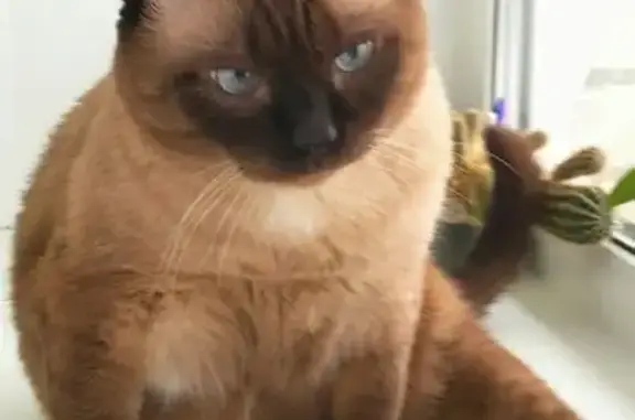 Кошки потеряшки, Нижний Новгород, фото: Потеряшка кот Тимофей, Березовская 108, НН