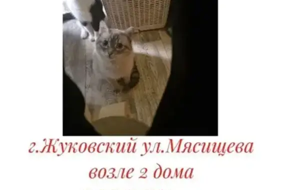 Пропала тайская кошка, Мясищева 2, Жук.
