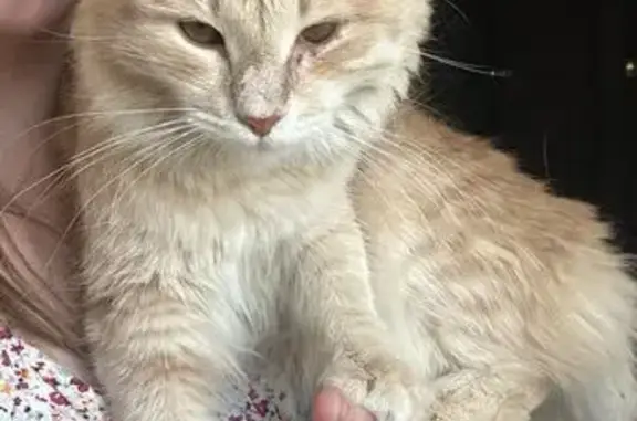 Пропала кошка, ул. Маршала Катукова, 10к2