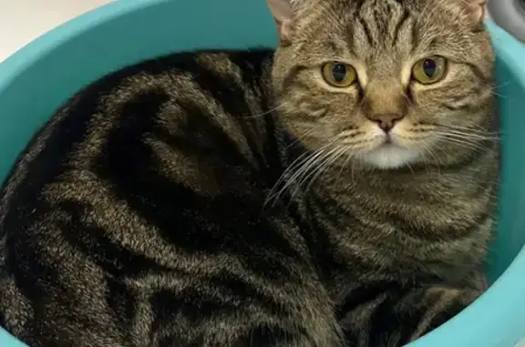 Кошки потеряшки, Саратов, фото: Потеряшка кошка, 5-я Дачная ул, 14, Саратов