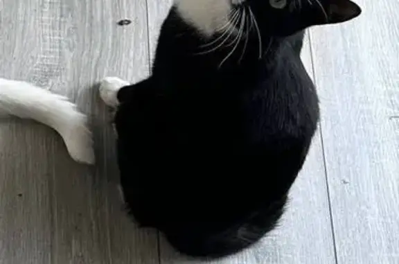 Кошки потеряшки, Малиновка, фото: Потеряшка кошка, Цветочная ул. 18, Малиновка