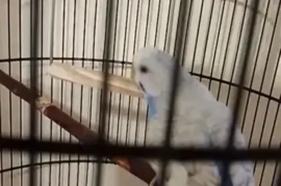 Пропала птица, Нагорная ул., Чандар