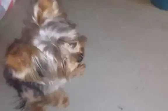 Найдена собака, Ростов-на-Дону, фото: Найден терьер: пр. Ленина, 83, Ростов-на-Дону