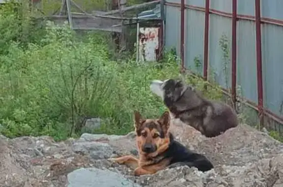 Найдена овчарка, Серов, Свердловская обл.