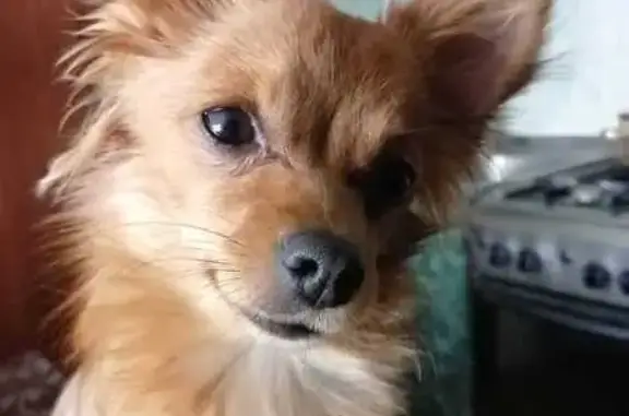 Собаки потеряшки, Оренбург, фото: Потеряшка собака, Новгородская 103, Оренбург