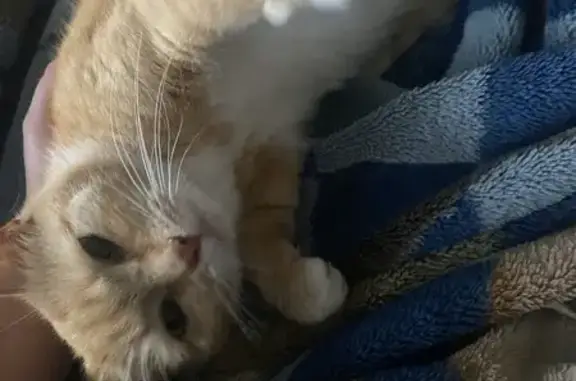 Найдена кошка, Красные Ткачи, фото: Беременная кошка найдена на Октябрьской, 19