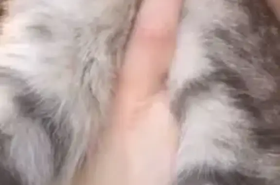 Пропала кошка Молли, ул. 345 ДСД, 10