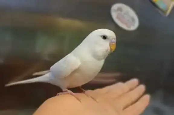 Потерянные животные 10 Ярдов Кп, фото: Пропал белый попугай, Новая ул., 10