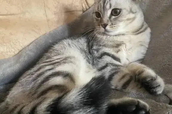 Пропала кошка, Тобольск, ул. 23