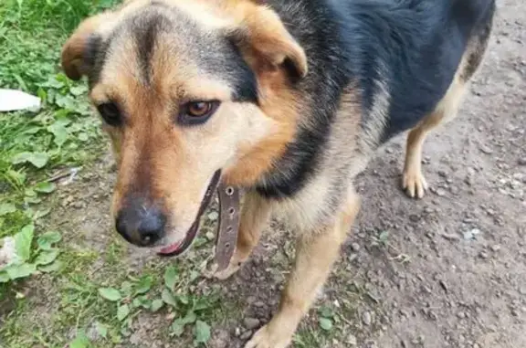 Собака найдена в Васютино, Павловский Посад