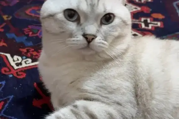 Пропала кошка на Э. Ибрагимовой 5 к.8