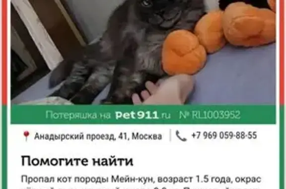 Пропала кошка, Анадырский проезд, 41
