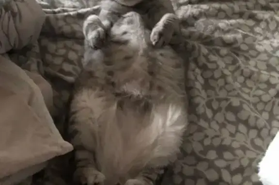 Кошки потеряшки, Казань, фото: Потеряшка кошка, ул. Лаврентьева 12, Казань