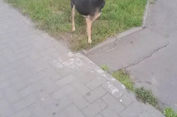 Собака найдена у Пятёрочки, Фрунзе, 18