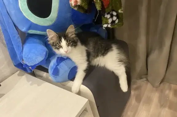 Кошки потеряшки, Саратов, фото: Потеряшка кошка, Верхоянская 4А, Саратов