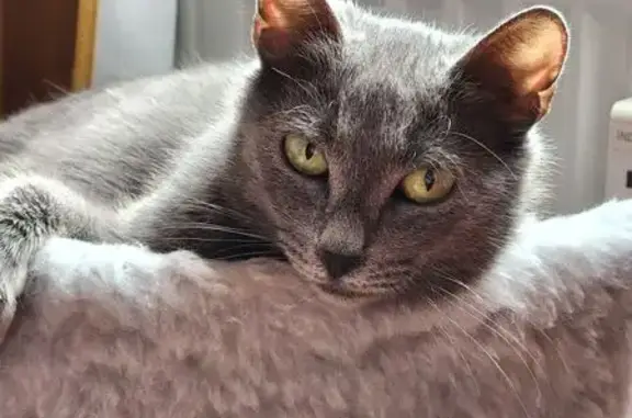 Кошка найдена: Благодатная ул., 10А, СПб