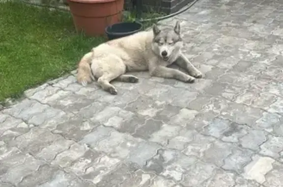 Хаски найден на Центральной улице, Балашиха