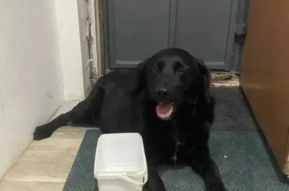 Найдена собака, ул. Пархоменко 1/1, Волгоград