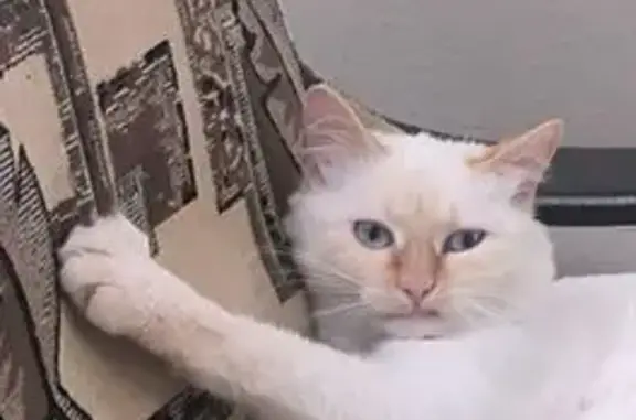 Пропала кошка, ул. Льва Толстого, 43
